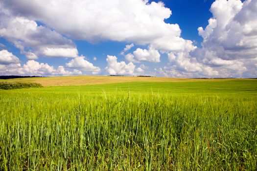 agricultural field where grow green unripe grains