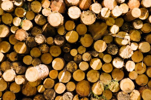 the sawed-down trees used for logs
