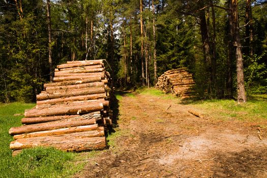 the sawed-down trees used for logs
