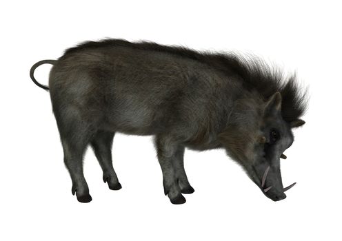 3D digital render of a wild warthog isolated on white background