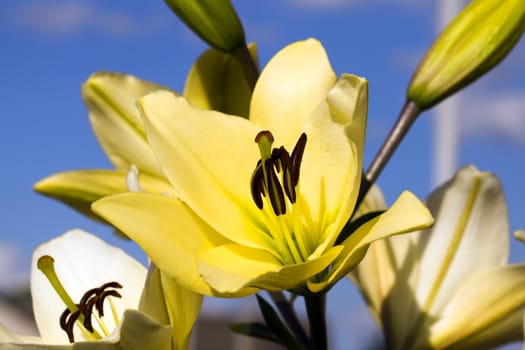 the orchid flower, photographed in close-up