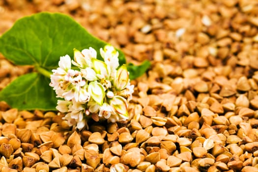 the photographed close up buckwheat