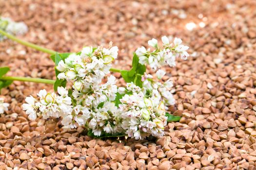 the photographed close up buckwheat