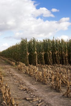  an agricultural field on which grow up and harvest corn. autumn