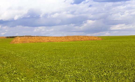   the piled straw on an agricultural field. autumn season