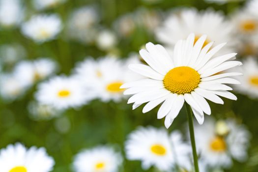   the wild white daisies growing in a field. small depth of sharpness
