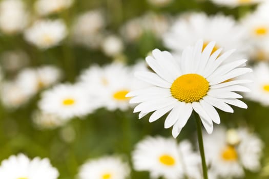   the flower of a camomile photographed in the field. summer
