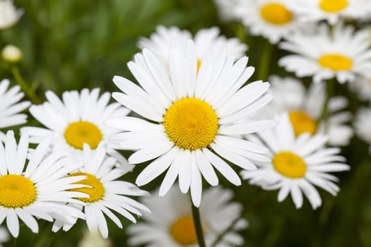   the wild white daisies growing in a field. small depth of sharpness