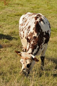  Norman cow  in meadows