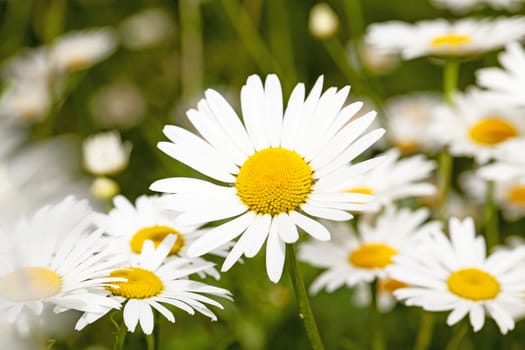   white daisies growing in a field. focus on the central plan. small depth of sharpness