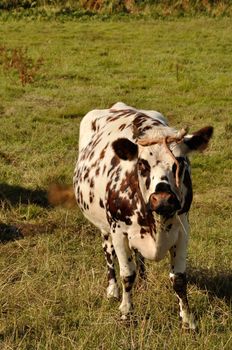  Norman cow  in meadows