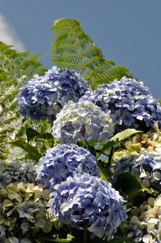 Blue hydrangea bush