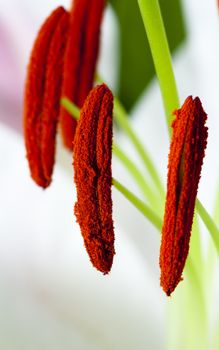   the photo of a flower of a lily made a close up. small depth of sharpness