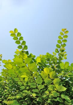 foliage in summer