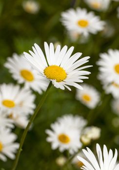   the wild white daisies growing in a field. small depth of sharpness