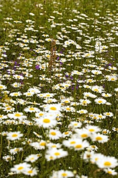  the white camomiles growing in a field. small depth of sharpness