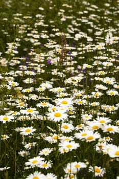   the flower of a camomile photographed in the field. summer