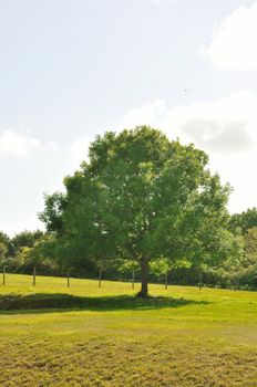 Tree at summer