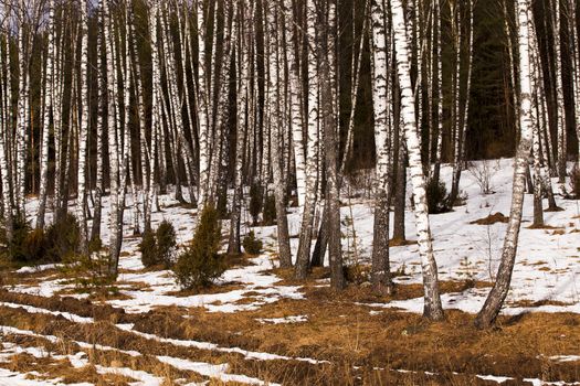  the trees growing in the wood in a winter season