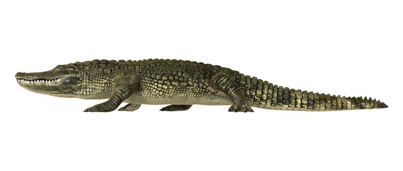 3D digital render of an American alligator walking isolated on white background