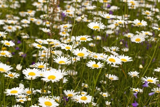   the wild white daisies growing in a field. small depth of sharpness