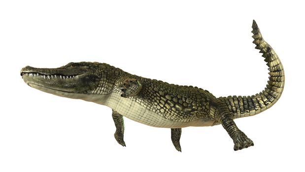 3D digital render of an American alligator isolated on white background