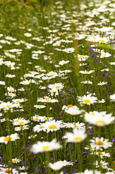  the white camomiles growing in a field. small depth of sharpness