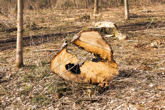  the sawn tree which already partially decayed from a nutria. deforestation