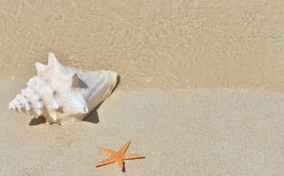 conch and starfish on sandy beach