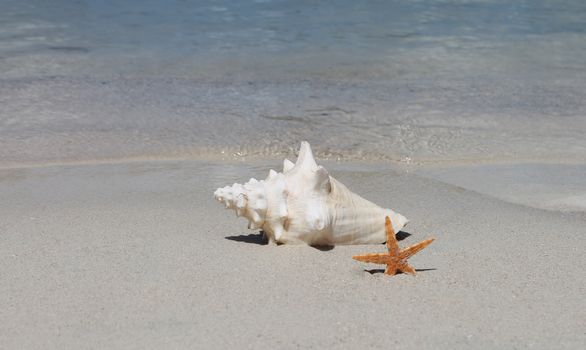 conch and starfish on sandy beach