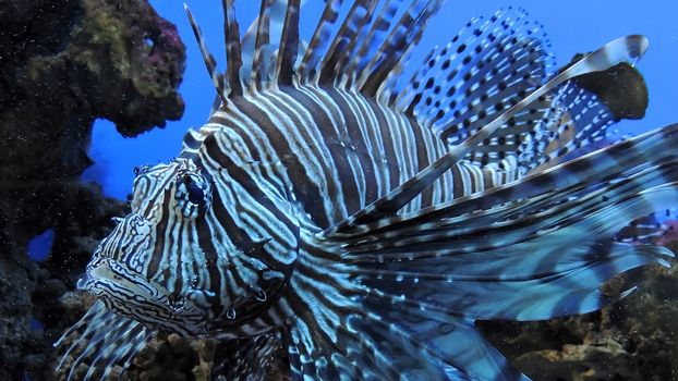 Exotic Zebra fish or striped lionfish.