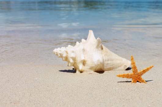 conch and starfish on sandy beach