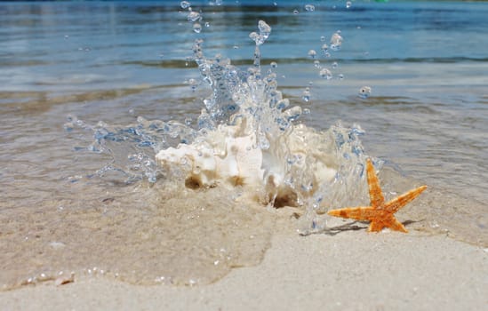 conch and starfish on sandy beach