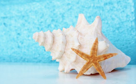 Conch shell aqua blue background