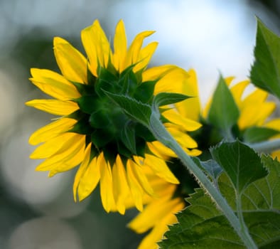 Picture of a Sunflowers on a morning lights
