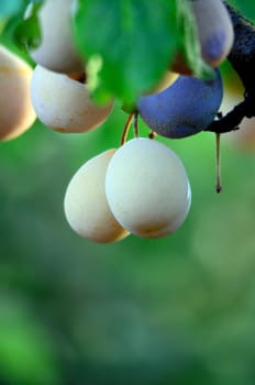 Yellow wild plums on a branch