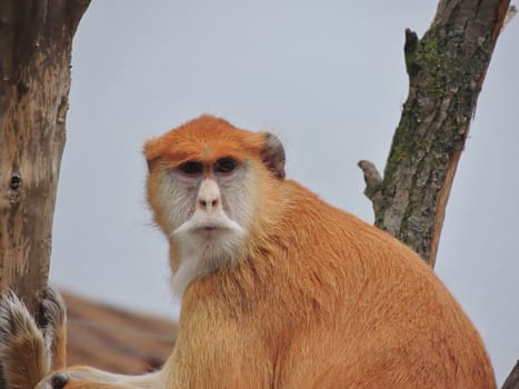 Hussar monkey sitting on a tree and stares. Primates.