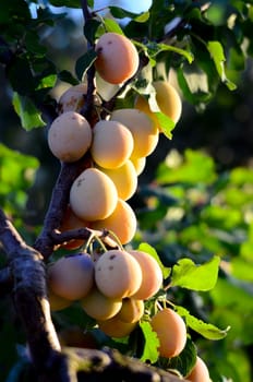 Yellow wild plums on a branch