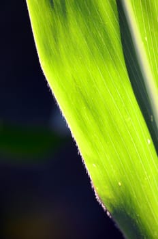 Corn leaves texture  on a morning light