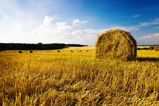 field, on which grow grain during harvest company