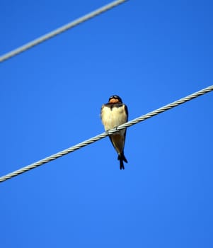  Barn Swallows on Power Lines