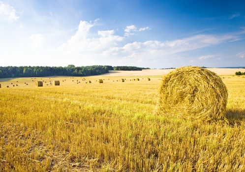 field, on which grow grain during harvest company