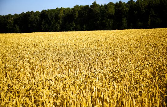field, on which grow grain during harvest company