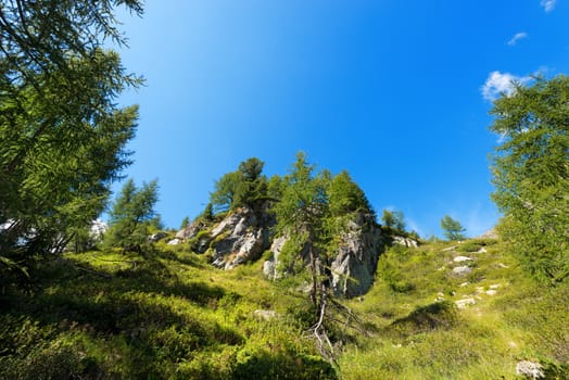 Tress and vegetation in mountain, in the National Park of Adamello Brenta. Trentino Alto Adige, Italy