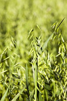   the unripe green oats growing in an agricultural field. small depth of sharpness