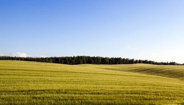  an agricultural field on which wheat sprouts grew