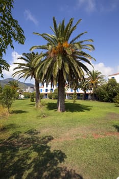  palm tree growing in the territory of the city. summertime of year.