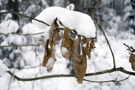 trees growing in the forest in winter