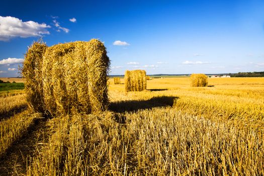 field, on which grow grain during harvest company