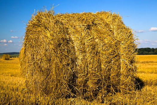 field, on which grow grain during harvest company